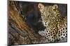 Leopard (Panthera pardus) female, Kgalagadi Transfrontier Park-Ann and Steve Toon-Mounted Photographic Print
