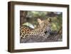 Leopard (Panthera pardus) female, Kgalagadi Transfrontier Park-Ann and Steve Toon-Framed Photographic Print