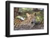 Leopard (Panthera pardus) female, Kgalagadi Transfrontier Park-Ann and Steve Toon-Framed Photographic Print