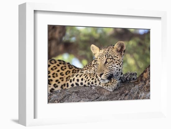 Leopard (Panthera pardus) female, Kgalagadi Transfrontier Park-Ann and Steve Toon-Framed Photographic Print