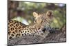 Leopard (Panthera pardus) female, Kgalagadi Transfrontier Park-Ann and Steve Toon-Mounted Photographic Print