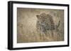 Leopard (Panthera Pardus) Female Stalking in Grass, Etosha Namibia-Wim van den Heever-Framed Photographic Print