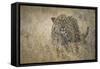 Leopard (Panthera Pardus) Female Stalking in Grass, Etosha Namibia-Wim van den Heever-Framed Stretched Canvas
