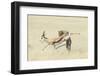 Leopard (Panthera Pardus) Hunting Springbok (Antidorcas Marsupialis) Etosha-Wim van den Heever-Framed Photographic Print