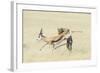 Leopard (Panthera Pardus) Hunting Springbok (Antidorcas Marsupialis) Etosha-Wim van den Heever-Framed Photographic Print