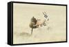 Leopard (Panthera Pardus) Hunting Springbok (Antidorcas Marsupialis) Etosha-Wim van den Heever-Framed Stretched Canvas