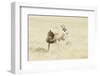 Leopard (Panthera Pardus) Hunting Springbok (Antidorcas Marsupialis) Etosha-Wim van den Heever-Framed Photographic Print