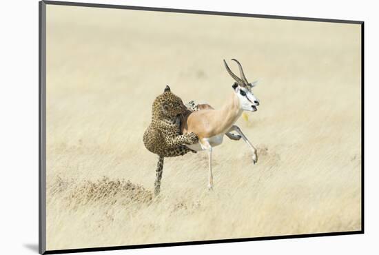 Leopard (Panthera Pardus) Hunting Springbok (Antidorcas Marsupialis) Etosha-Wim van den Heever-Mounted Photographic Print