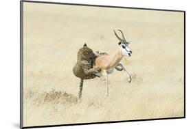 Leopard (Panthera Pardus) Hunting Springbok (Antidorcas Marsupialis) Etosha-Wim van den Heever-Mounted Photographic Print