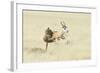 Leopard (Panthera Pardus) Hunting Springbok (Antidorcas Marsupialis) Etosha-Wim van den Heever-Framed Photographic Print