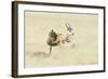 Leopard (Panthera Pardus) Hunting Springbok (Antidorcas Marsupialis) Etosha-Wim van den Heever-Framed Photographic Print