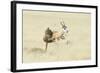 Leopard (Panthera Pardus) Hunting Springbok (Antidorcas Marsupialis) Etosha-Wim van den Heever-Framed Photographic Print