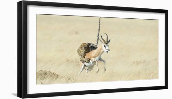 Leopard (Panthera Pardus) Hunting Springbok (Antidorcas Marsupialis) Etosha-Wim van den Heever-Framed Photographic Print