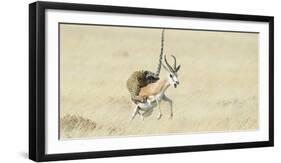 Leopard (Panthera Pardus) Hunting Springbok (Antidorcas Marsupialis) Etosha-Wim van den Heever-Framed Photographic Print