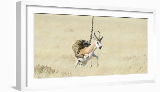 Leopard (Panthera Pardus) Hunting Springbok (Antidorcas Marsupialis) Etosha-Wim van den Heever-Framed Photographic Print