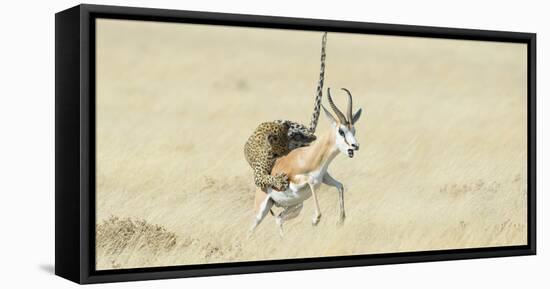 Leopard (Panthera Pardus) Hunting Springbok (Antidorcas Marsupialis) Etosha-Wim van den Heever-Framed Stretched Canvas