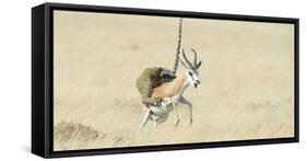 Leopard (Panthera Pardus) Hunting Springbok (Antidorcas Marsupialis) Etosha-Wim van den Heever-Framed Stretched Canvas