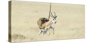 Leopard (Panthera Pardus) Hunting Springbok (Antidorcas Marsupialis) Etosha-Wim van den Heever-Stretched Canvas