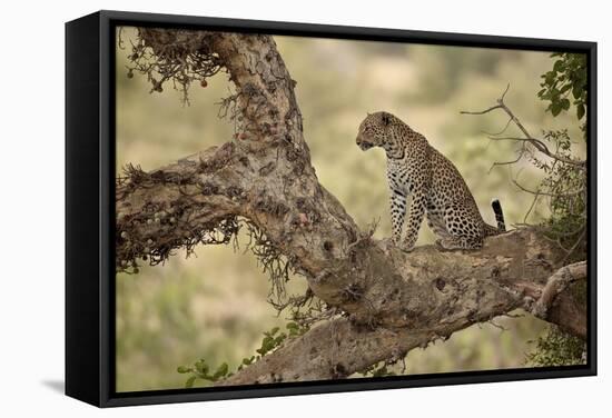 Leopard (Panthera Pardus) in a Fig Tree, Kruger National Park, South Africa, Africa-James Hager-Framed Stretched Canvas