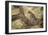 Leopard (Panthera Pardus) in a Fig Tree, Kruger National Park, South Africa, Africa-James Hager-Framed Photographic Print