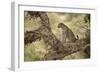 Leopard (Panthera Pardus) in a Fig Tree, Kruger National Park, South Africa, Africa-James Hager-Framed Photographic Print