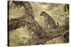 Leopard (Panthera Pardus) in a Fig Tree, Kruger National Park, South Africa, Africa-James Hager-Stretched Canvas