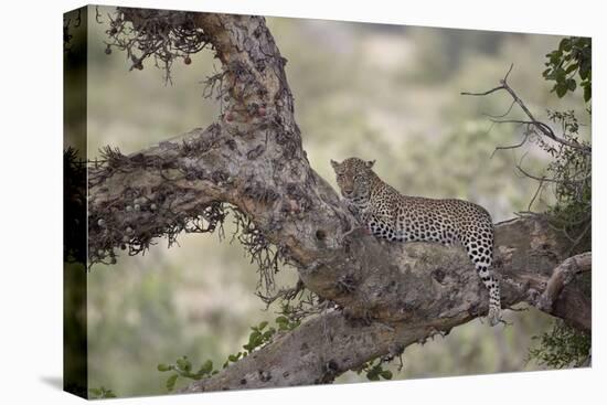 Leopard (Panthera Pardus) in a Fig Tree, Kruger National Park, South Africa, Africa-James-Stretched Canvas