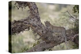 Leopard (Panthera Pardus) in a Fig Tree, Kruger National Park, South Africa, Africa-James-Stretched Canvas