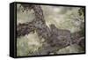 Leopard (Panthera Pardus) in a Fig Tree, Kruger National Park, South Africa, Africa-James-Framed Stretched Canvas