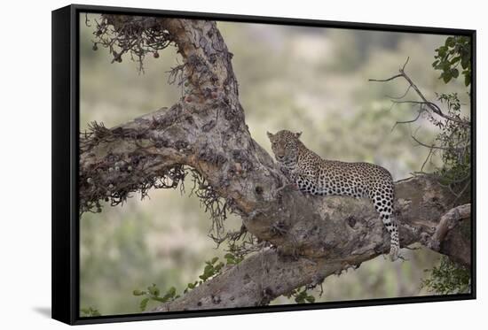 Leopard (Panthera Pardus) in a Fig Tree, Kruger National Park, South Africa, Africa-James-Framed Stretched Canvas