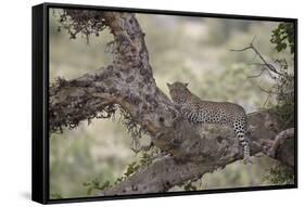 Leopard (Panthera Pardus) in a Fig Tree, Kruger National Park, South Africa, Africa-James-Framed Stretched Canvas