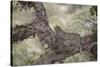 Leopard (Panthera Pardus) in a Fig Tree, Kruger National Park, South Africa, Africa-James-Stretched Canvas