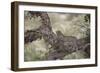 Leopard (Panthera Pardus) in a Fig Tree, Kruger National Park, South Africa, Africa-James-Framed Photographic Print