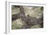 Leopard (Panthera Pardus) in a Fig Tree, Kruger National Park, South Africa, Africa-James-Framed Photographic Print