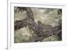 Leopard (Panthera Pardus) in a Fig Tree, Kruger National Park, South Africa, Africa-James-Framed Photographic Print