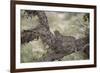 Leopard (Panthera Pardus) in a Fig Tree, Kruger National Park, South Africa, Africa-James-Framed Photographic Print