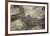 Leopard (Panthera Pardus) in a Fig Tree, Kruger National Park, South Africa, Africa-James-Framed Photographic Print