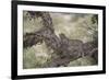 Leopard (Panthera Pardus) in a Fig Tree, Kruger National Park, South Africa, Africa-James-Framed Photographic Print