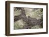 Leopard (Panthera Pardus) in a Fig Tree, Kruger National Park, South Africa, Africa-James-Framed Photographic Print