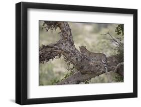 Leopard (Panthera Pardus) in a Fig Tree, Kruger National Park, South Africa, Africa-James-Framed Photographic Print