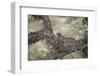 Leopard (Panthera Pardus) in a Fig Tree, Kruger National Park, South Africa, Africa-James-Framed Photographic Print