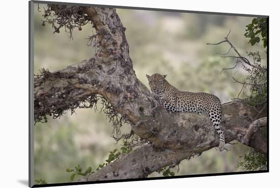 Leopard (Panthera Pardus) in a Fig Tree, Kruger National Park, South Africa, Africa-James-Mounted Photographic Print