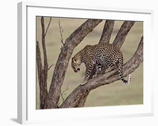 Leopard (Panthera Pardus) in a Tree, Masai Mara National Reserve, Kenya, East Africa, Africa-James Hager-Framed Photographic Print