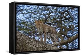 Leopard (Panthera Pardus) in a Tree-James Hager-Framed Stretched Canvas