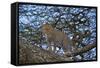 Leopard (Panthera Pardus) in a Tree-James Hager-Framed Stretched Canvas