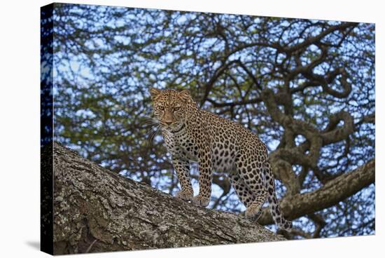 Leopard (Panthera Pardus) in a Tree-James Hager-Stretched Canvas