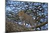 Leopard (Panthera Pardus) in a Tree-James Hager-Mounted Photographic Print