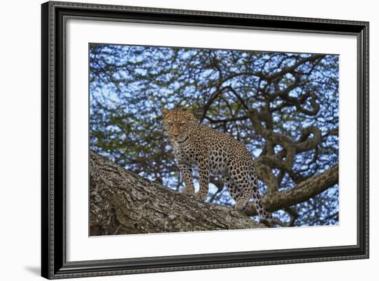 Leopard (Panthera Pardus) in a Tree-James Hager-Framed Photographic Print