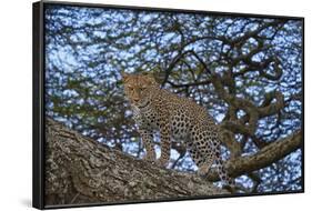 Leopard (Panthera Pardus) in a Tree-James Hager-Framed Photographic Print