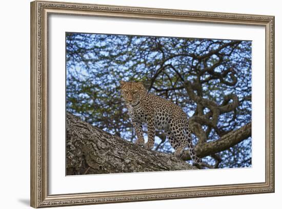 Leopard (Panthera Pardus) in a Tree-James Hager-Framed Photographic Print